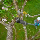 Акумулаторна ножица за рязане на клони GARDENA HighCut 360/18V P4A Solo, 18V, 2.0-4.0Ah, Li-Ion, 28мм - small, 269091